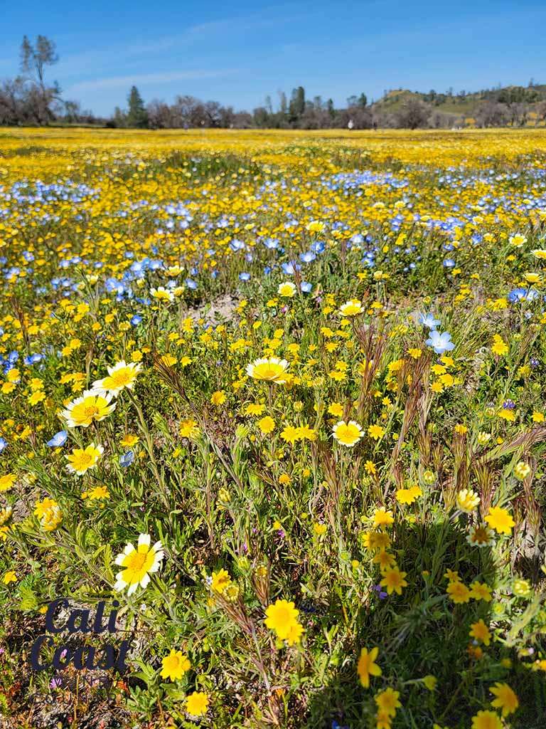 California Superbloom in San Luis Obispo County Cali Coast Wine Country